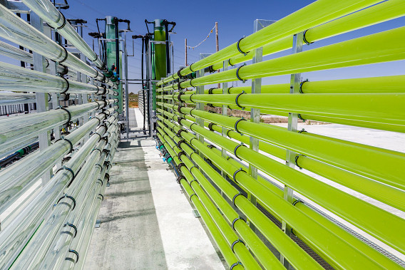 pipes filled with green algae